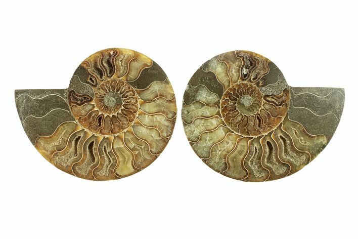 Cut & Polished, Agatized Ammonite Fossil - Madagascar #264774